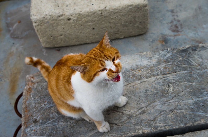 Perche I Gatti In Calore Urlano